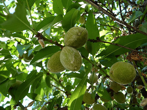 Prunus Amygdalus