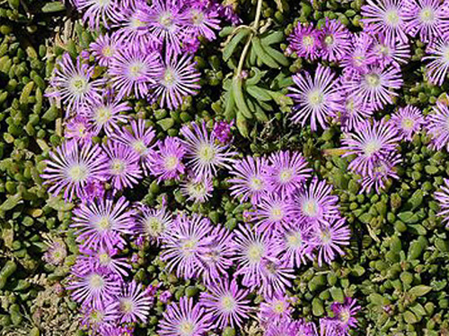 Mesembryanthemum