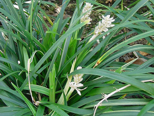 Ophiopogon - Convallaria