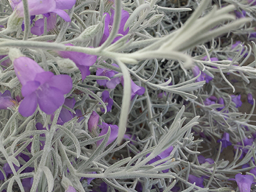 Eremophila