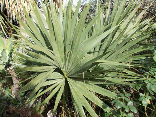 Sabal