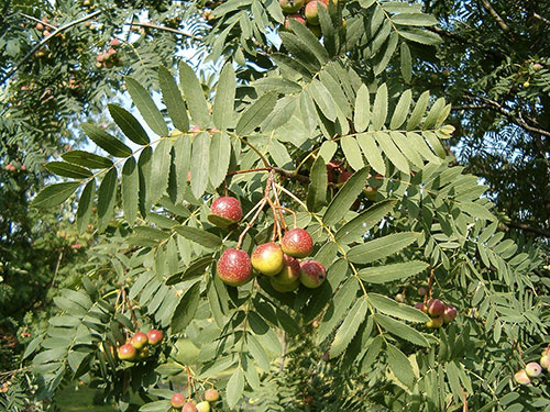 Sorbus