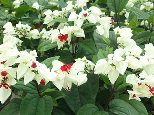 Clerodendron