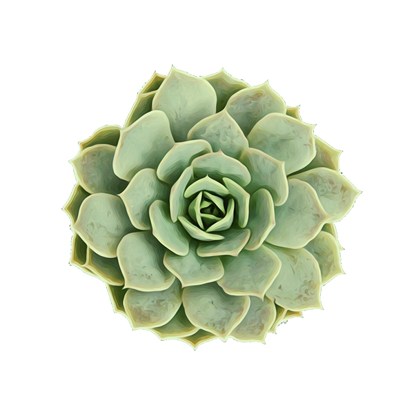 Succulente