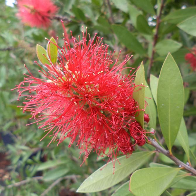 Callistemon Leavis 