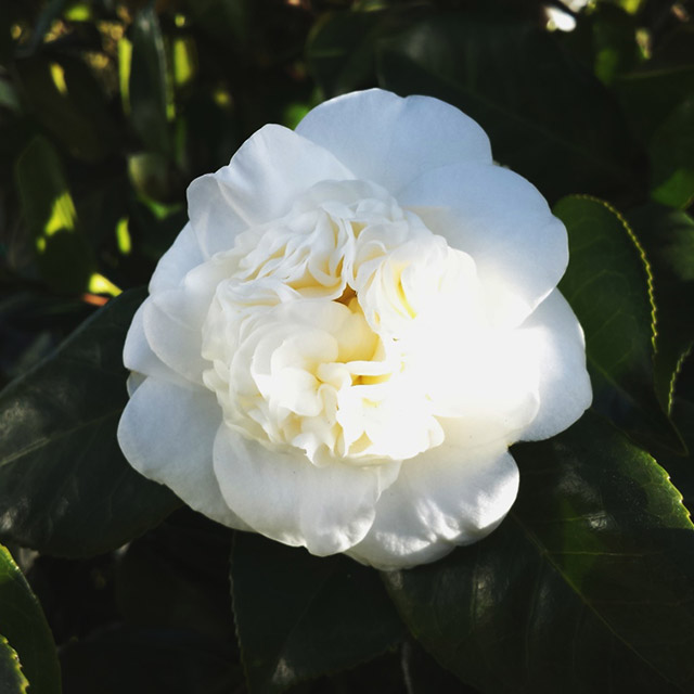 Camellia japonica 1