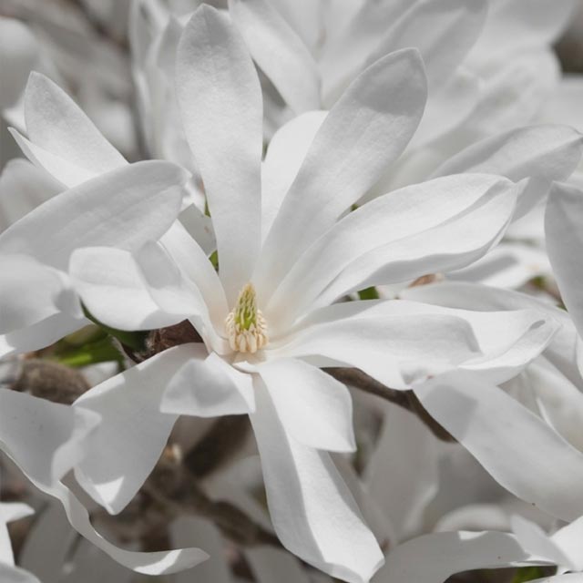 Magnolia da fiore 1