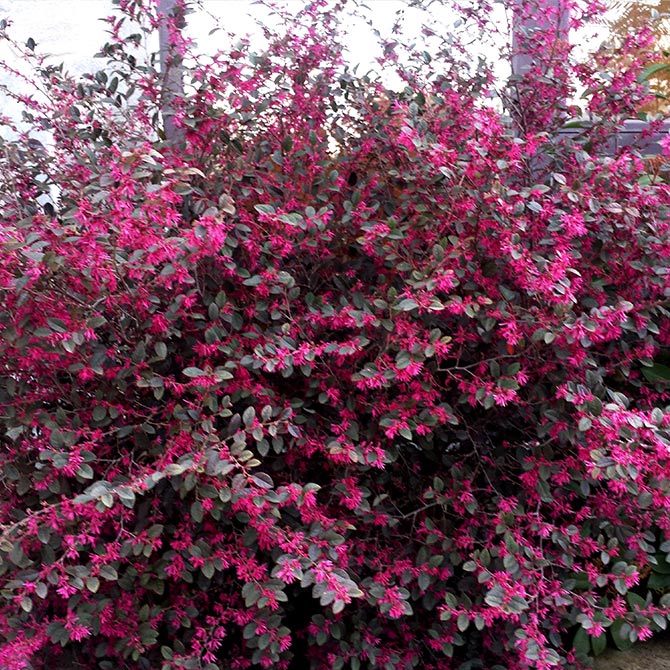 Loropetalum fiori