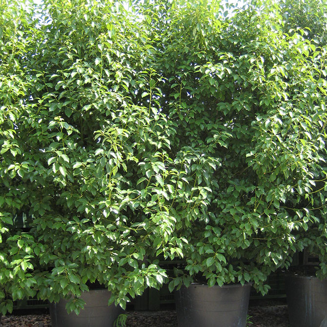 Cinnamomum camphora -  Canfora