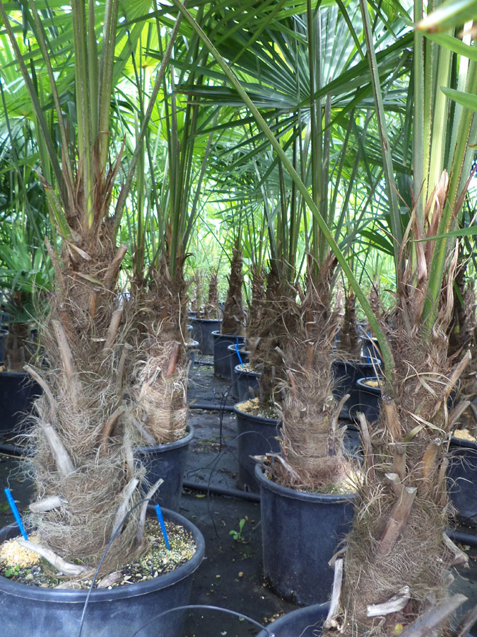 Trachycarpus Excelsa