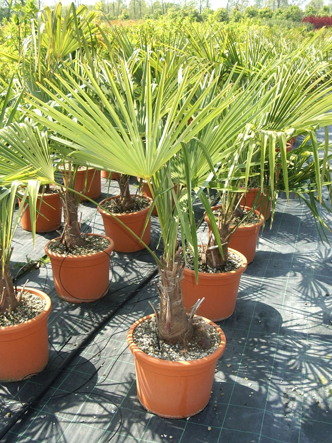 Trachycarpus Excelsa