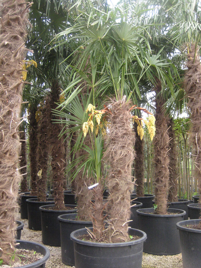 Trachycarpus Excelsa