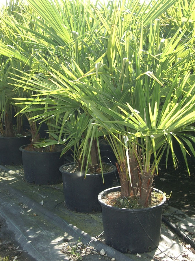 Trachycarpus Excelsa