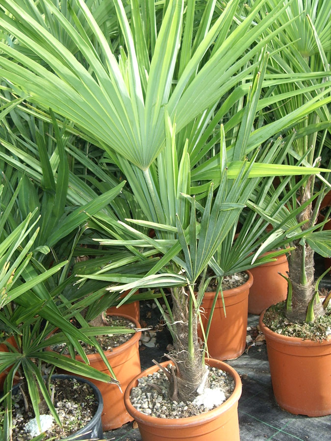 Trachycarpus Excelsa