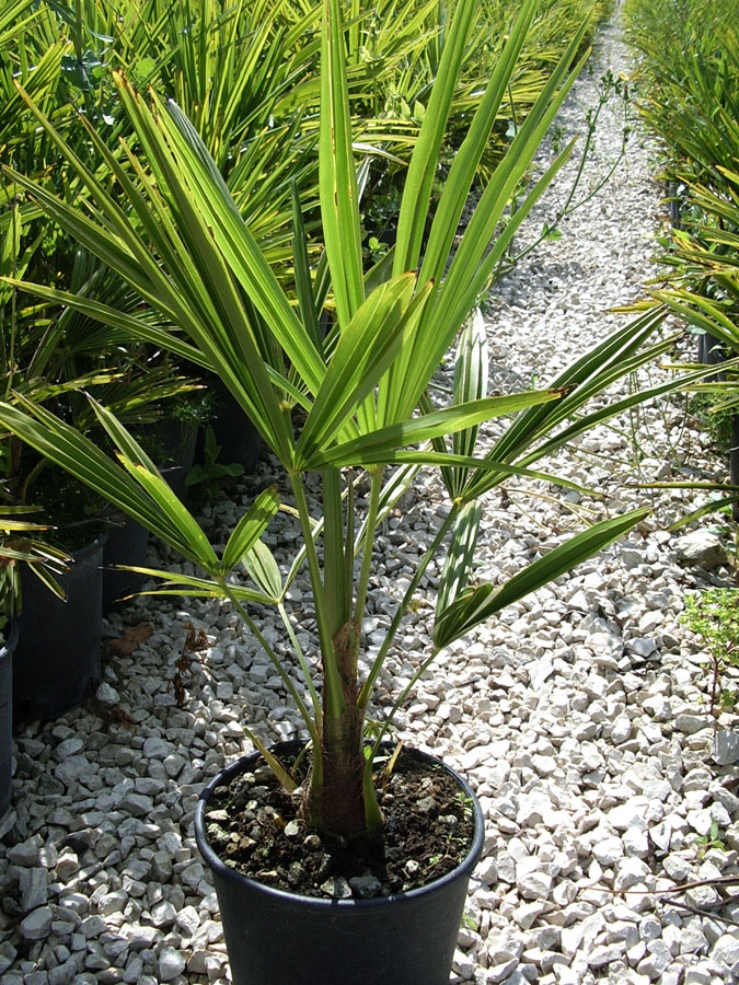 Trachycarpus Excelsa