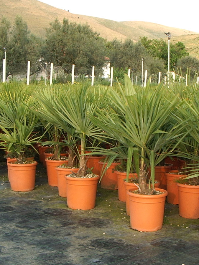 Trachycarpus Excelsa