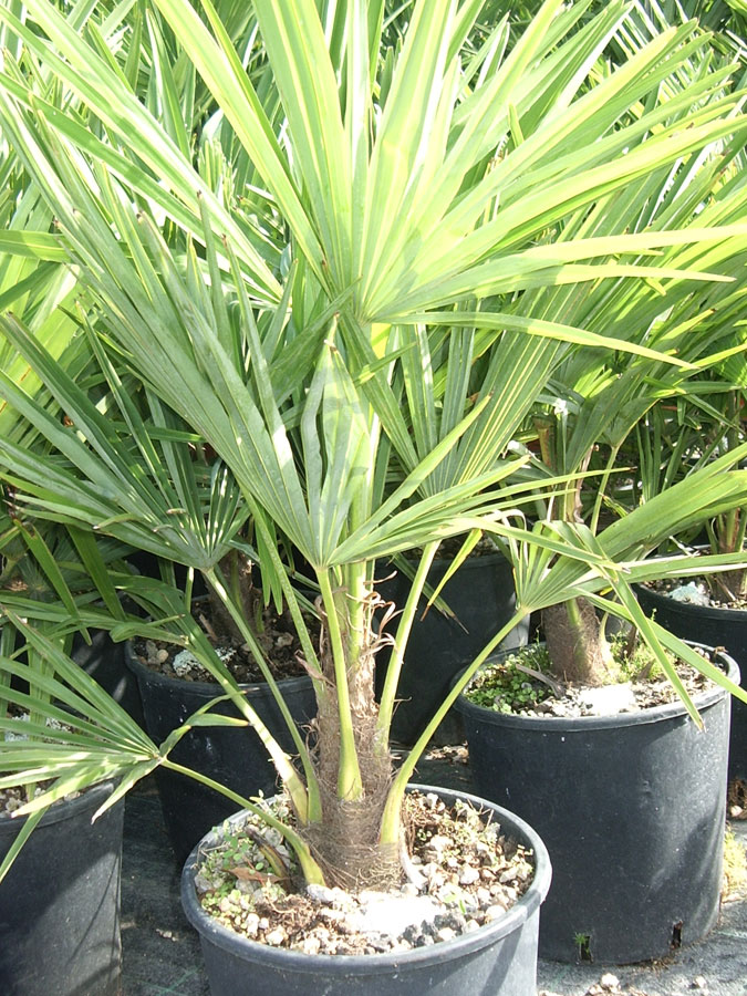 Trachycarpus Excelsa