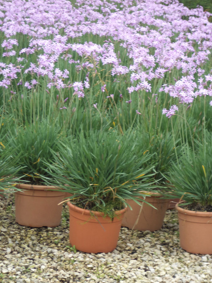 Tulbaghia Violacea