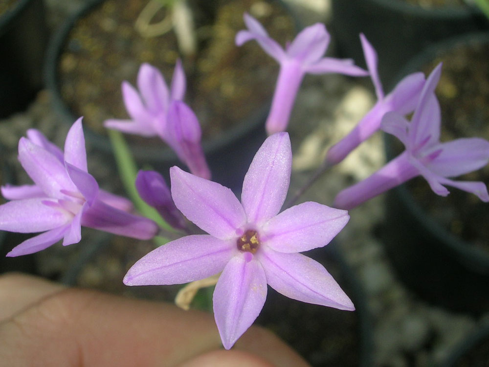 Tulbaghia Violacea