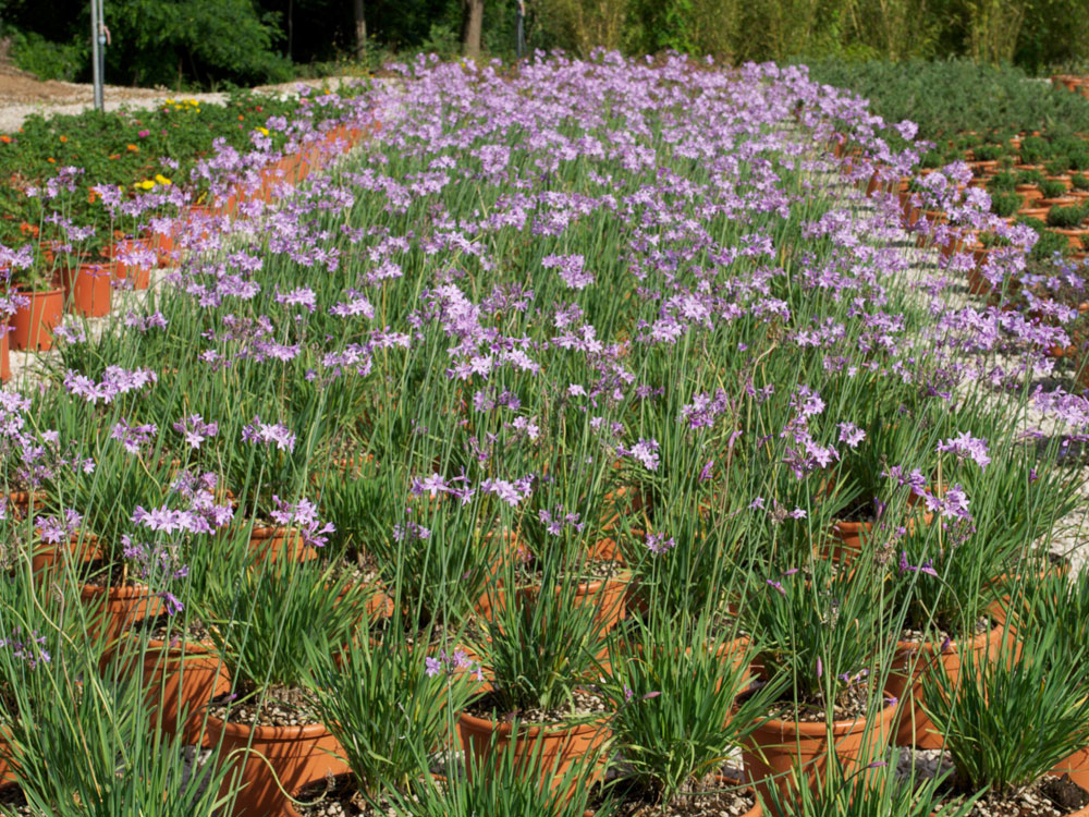 Tulbaghia Violacea