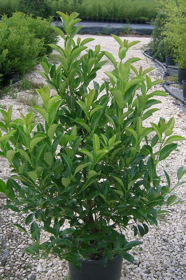 Viburno lucido (viburnum lucidum) vivai imperatore Malattie del viburno lucido