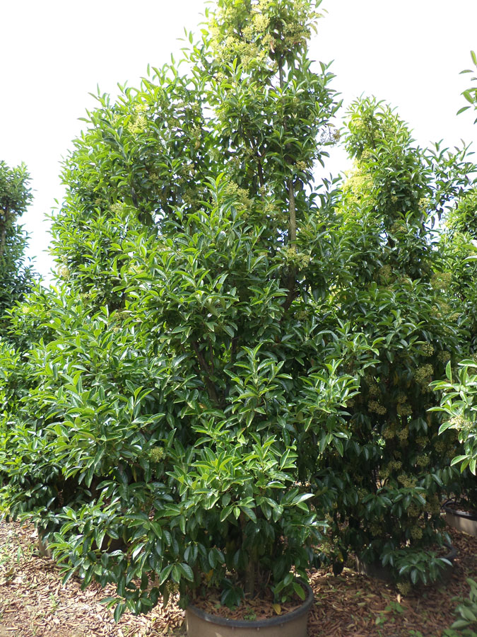 Viburnum Lucidum