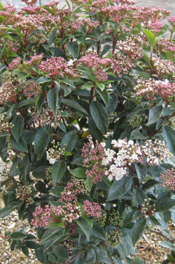 Viburnum Tinus Eva Prince