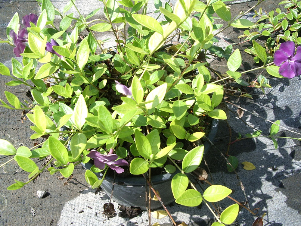 Vinca Major