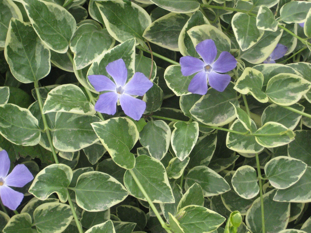 Vinca Major Variegata