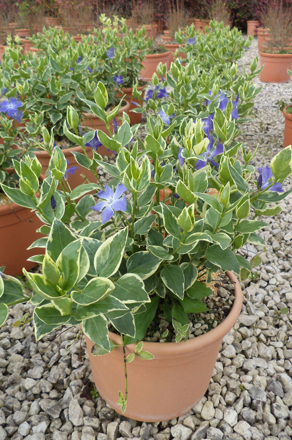 Vinca Major Variegata