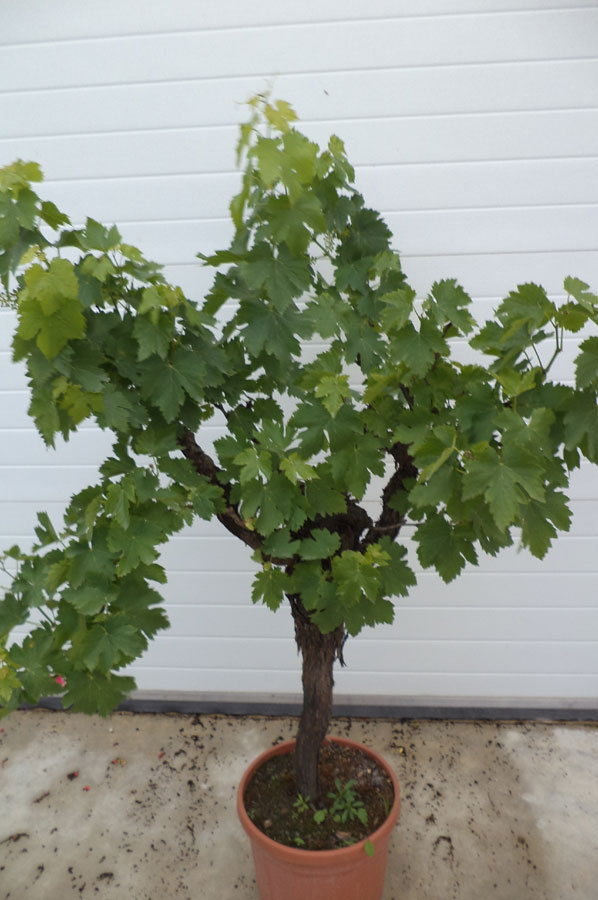 Vitis Vinifera