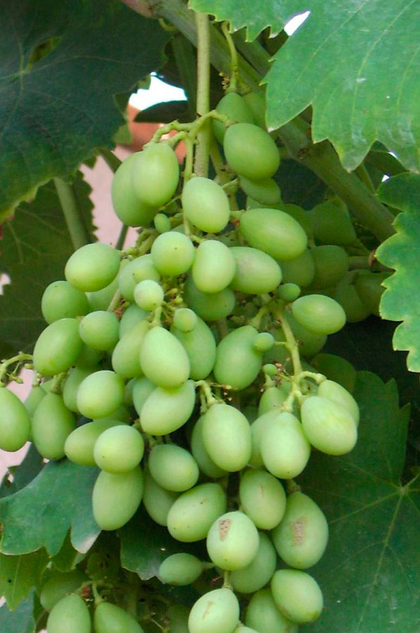 Vitis Vinifera