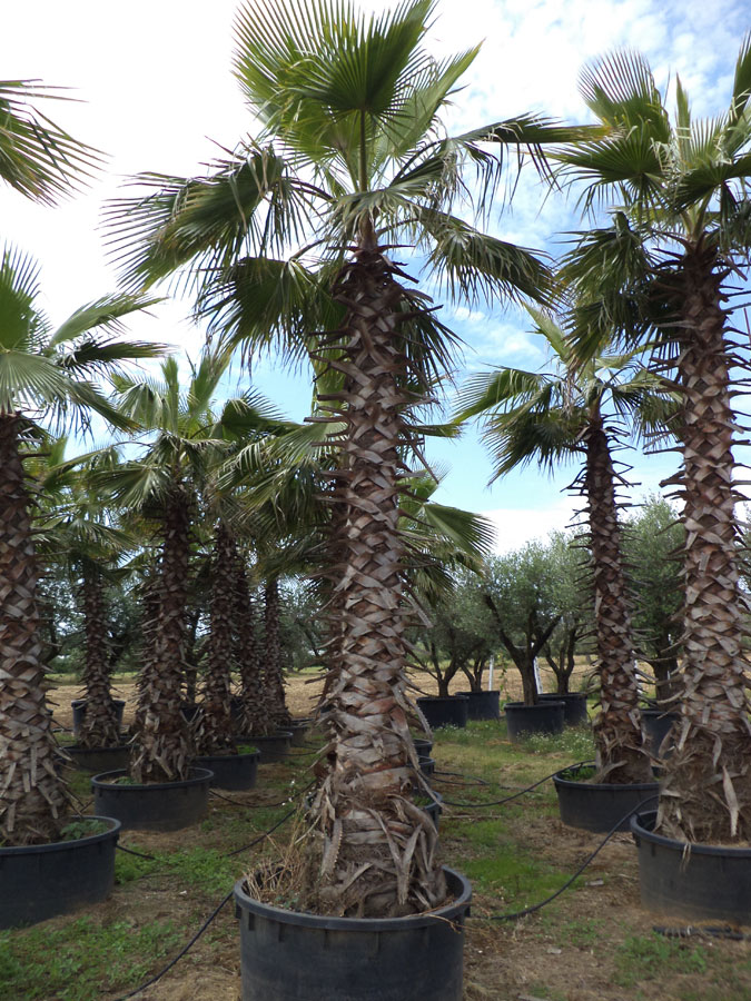 Washingtonia Robusta
