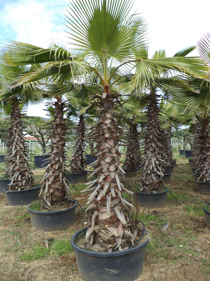 Washingtonia Robusta