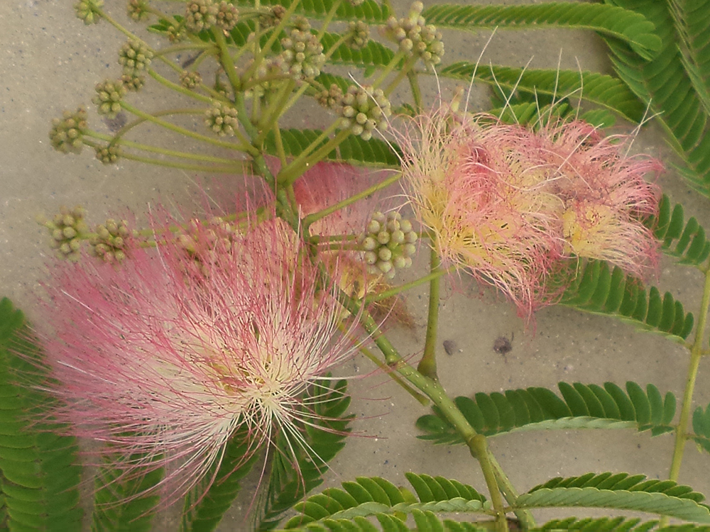 Albizia Julibrissin