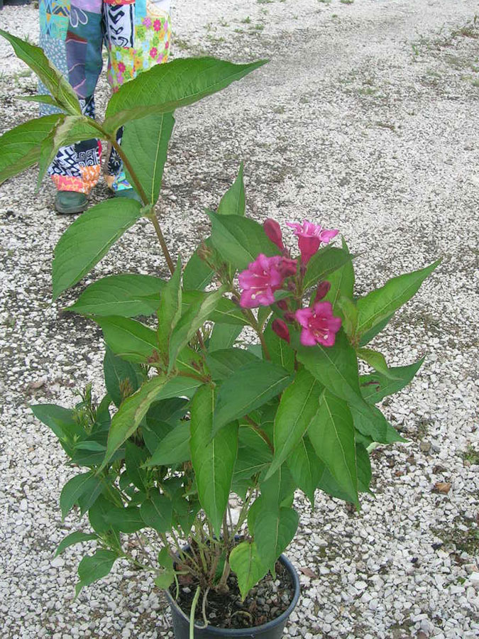 Weigelia Bristol Ruby