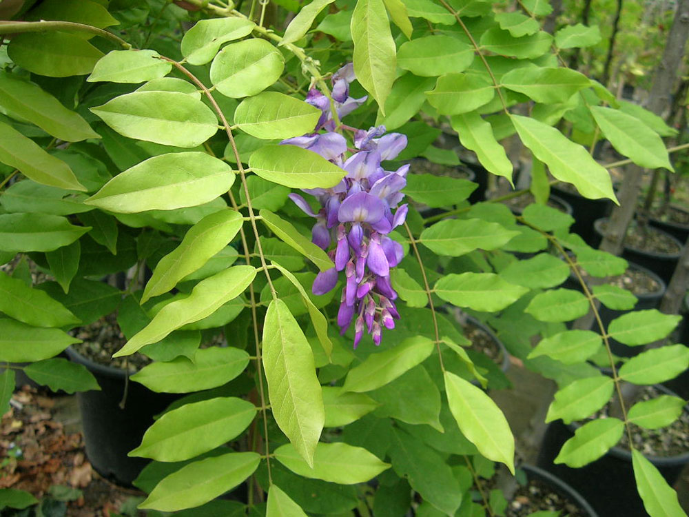 Wisteria Sinensis