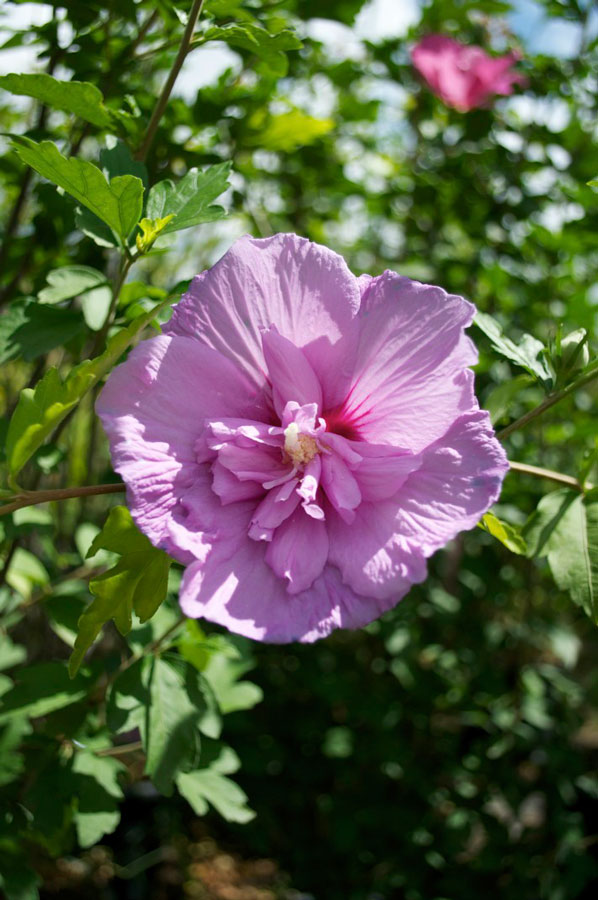 Hibiscus Syriacus