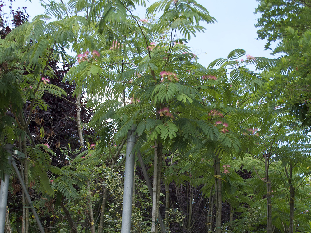 Albizia Julibrissin