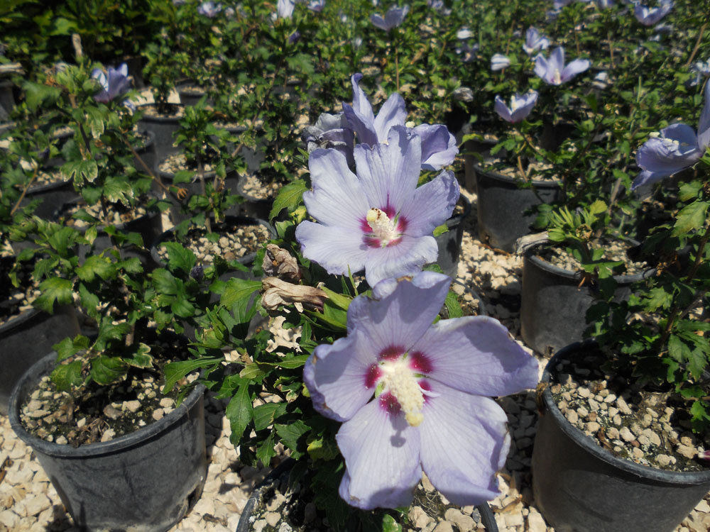 Hibiscus Syriacus