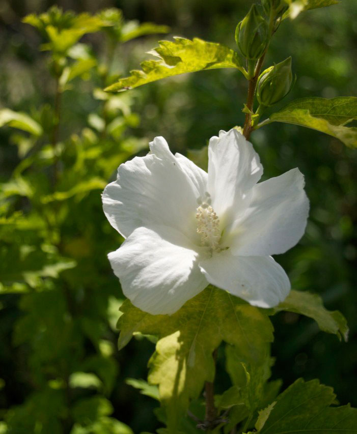 Hibiscus Syriacus