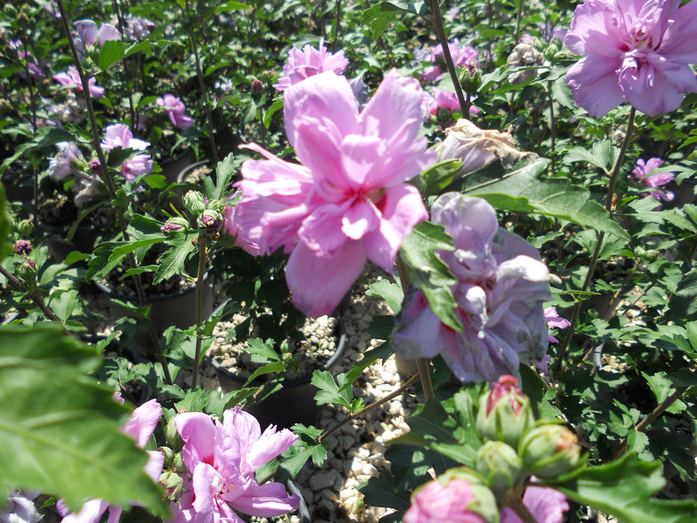 Hibiscus Syriacus