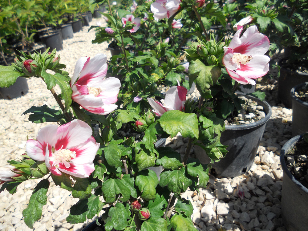 Hibiscus Syriacus