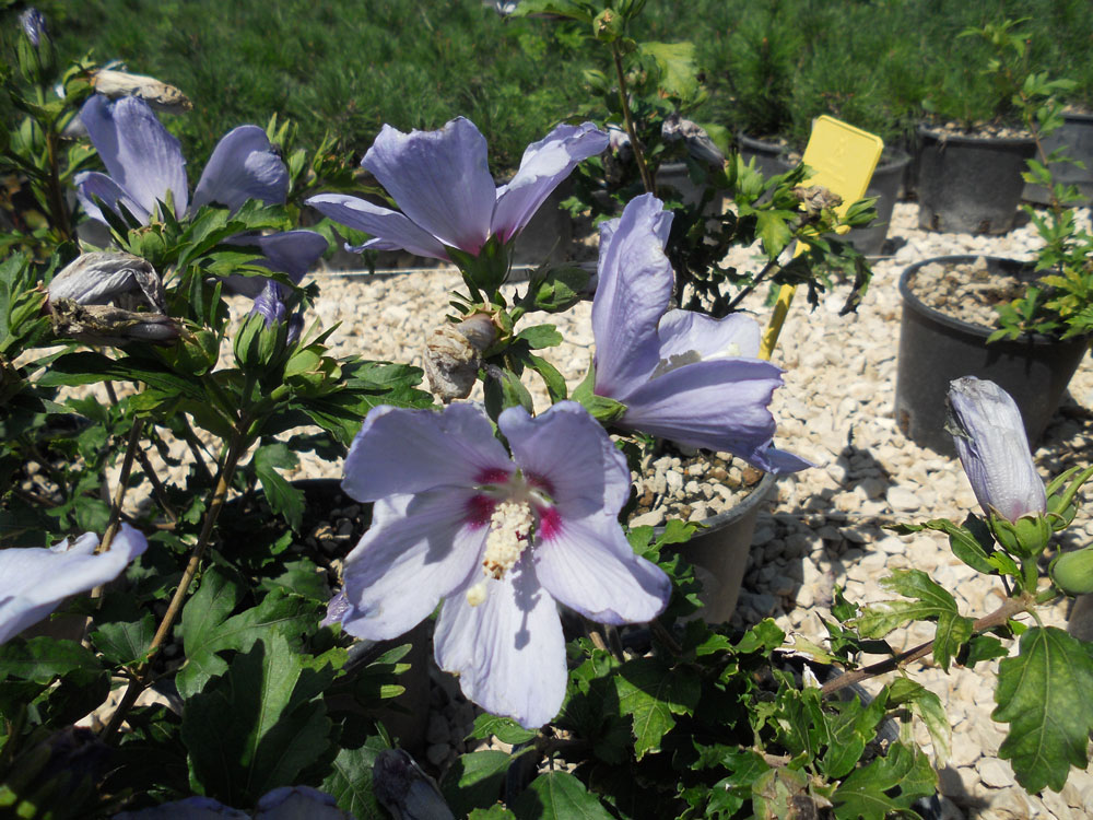 Hibiscus Syriacus