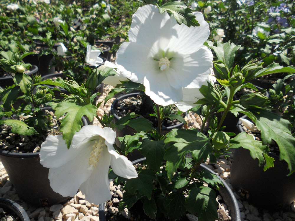 Hibiscus Syriacus