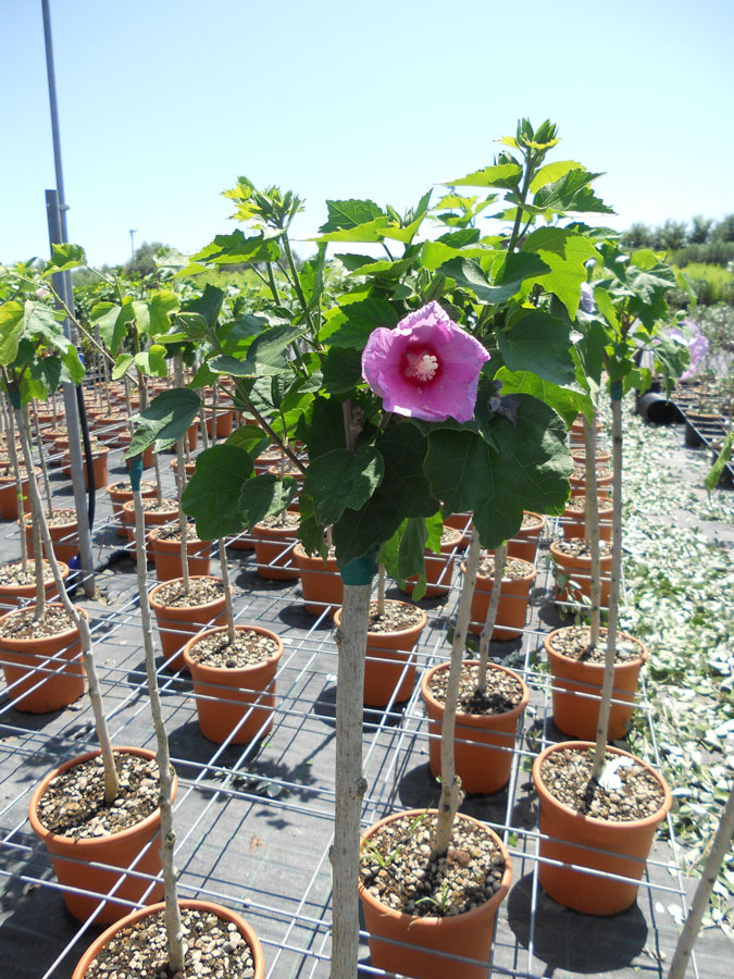 Hibiscus Syriacus