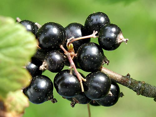 Ribes Nigrum