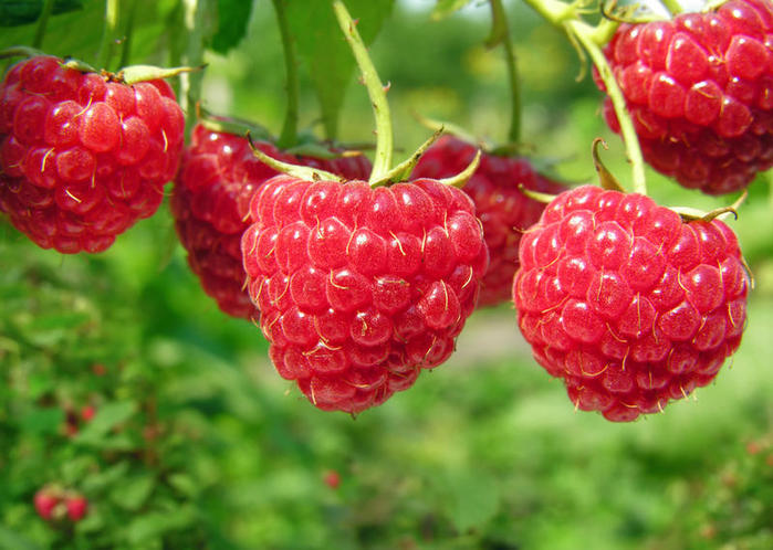 Rubus Idaeus