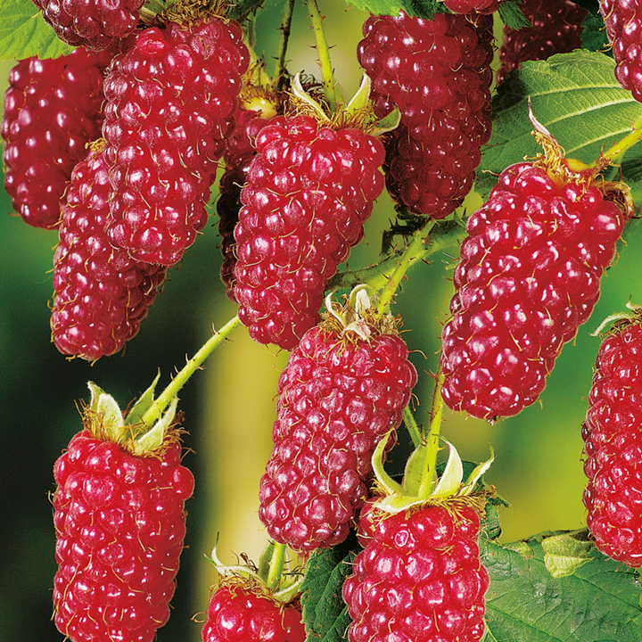 Rubus Tayberry