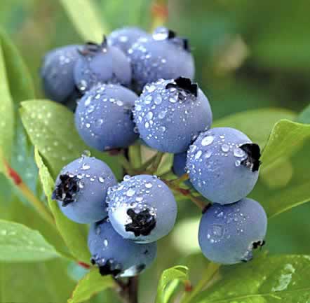 Vaccinum Corymbosum